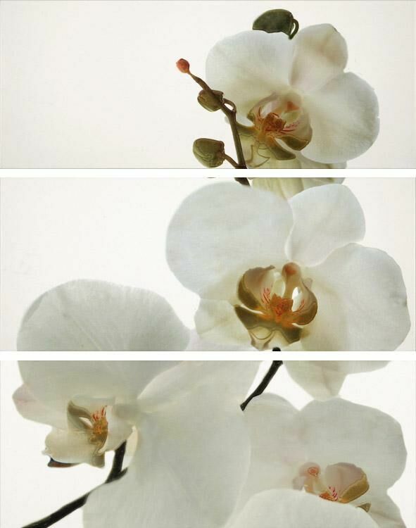 Ape Ceramica Pure Decor Set Orquidea Blanco Brillo Панно Ape Ceramica Pure Decor Set Orquidea Blanco Brillo Панно